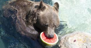 animali-del-Bioparco-di-Roma-