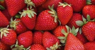 Fragole