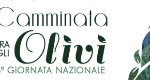 camminata tra gli olivi monturno