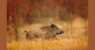 Cinghiale