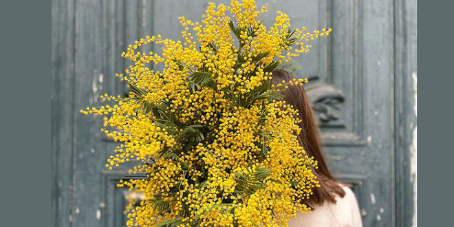 Mimose 8 marzo