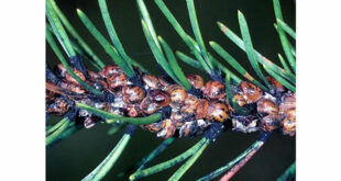 cocciniglia tartaruga del pino