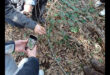 BIOBLITZ nel Parco Nazionale del Circeo